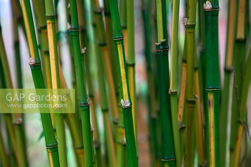 Phyllostachys aurea 'Flavescens Inversa' - Bamboo 
