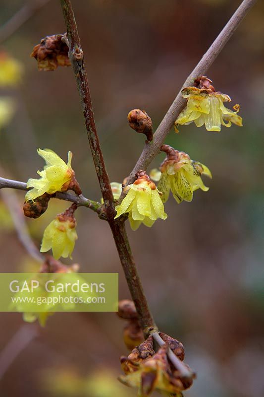 Chimonanthus praecox 'Concolor' - Wintersweet