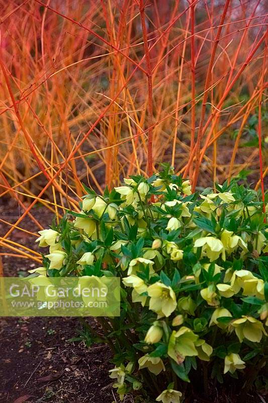 Helleborus x hybridus Ashwood Garden hybrids with Cornus sanguinea 'Anny's Winter Orange'
