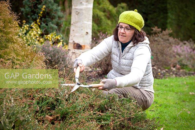 Woman trimming winter-flowering heathers with shears in spring after they have finished flowering.