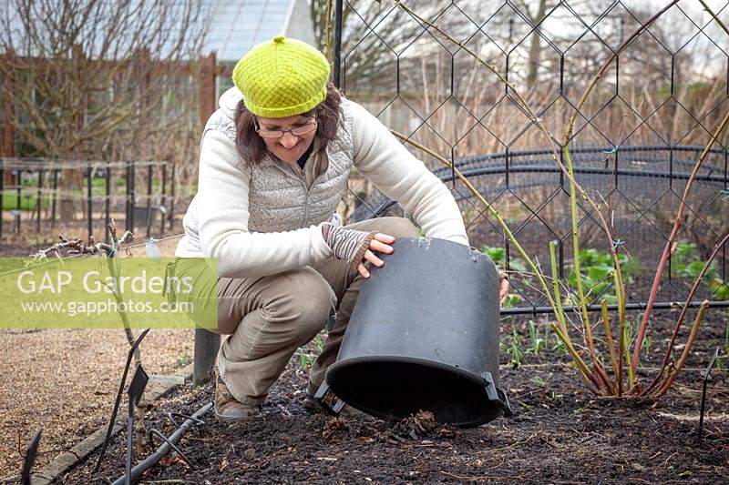 Woman forcing rhubarb by covering with a large plastic pot. 