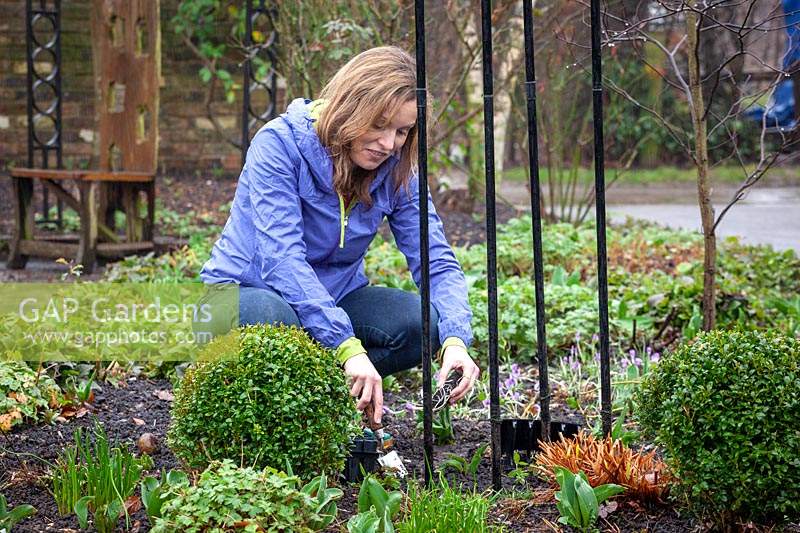 Woman planting out Lathyrus odoratus - Sweet pea plugs.