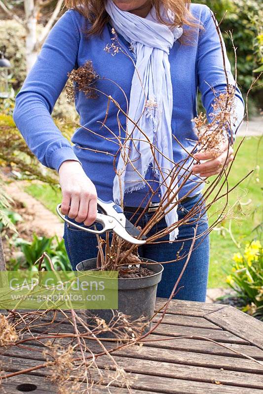 Hard pruning a pot grown Hydrangea paniculata - cutting all stems back to healthy buds roughly 25cm from the base.
