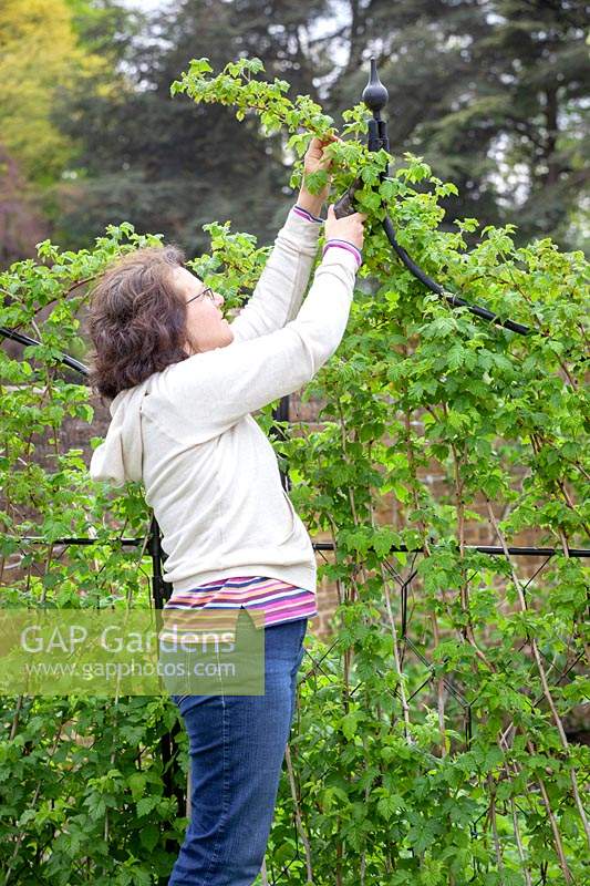 Woman pruning the tips of raspberry canes. 