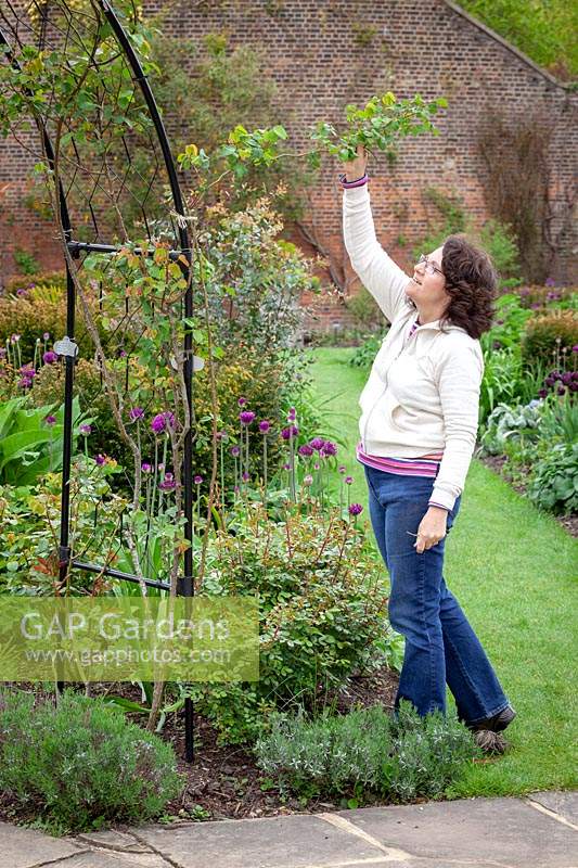 Woman tying in new growth of climbing roses. 