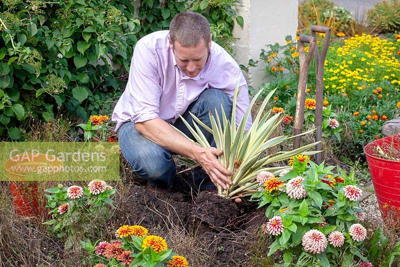 Removing dead flowers in border and replacing with a foliage plant - yucca.