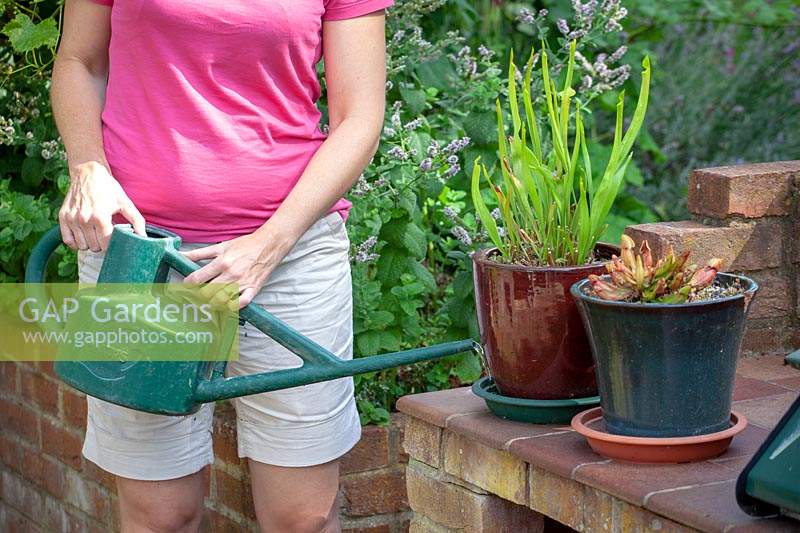 Woman watering carniverous pot plants. 