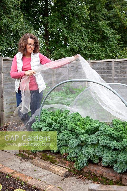 Woman protecting brassicas - kale - with horticultural netting.