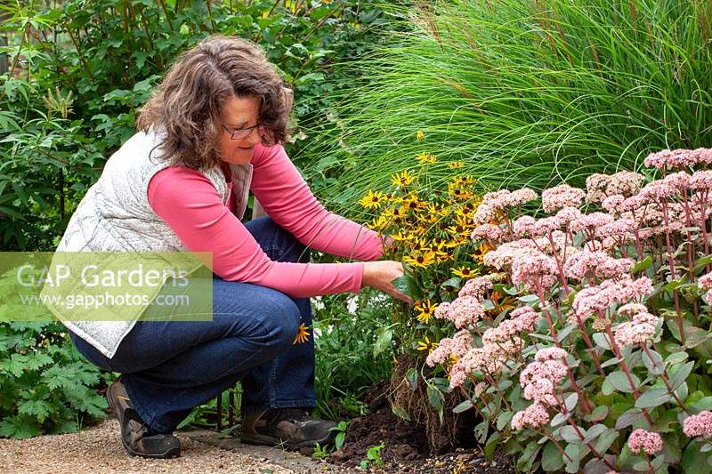 Digging up a perennial - rudbeckia - and replanting in a border
