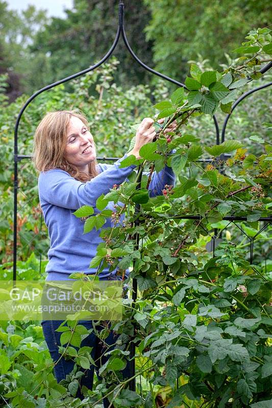 Woman tying in new canes on blackberries. 