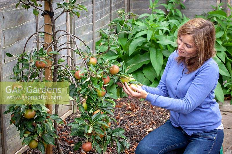 Woman picking apples from a tree that has been bent and trained downwards to encourage better fruiting. 