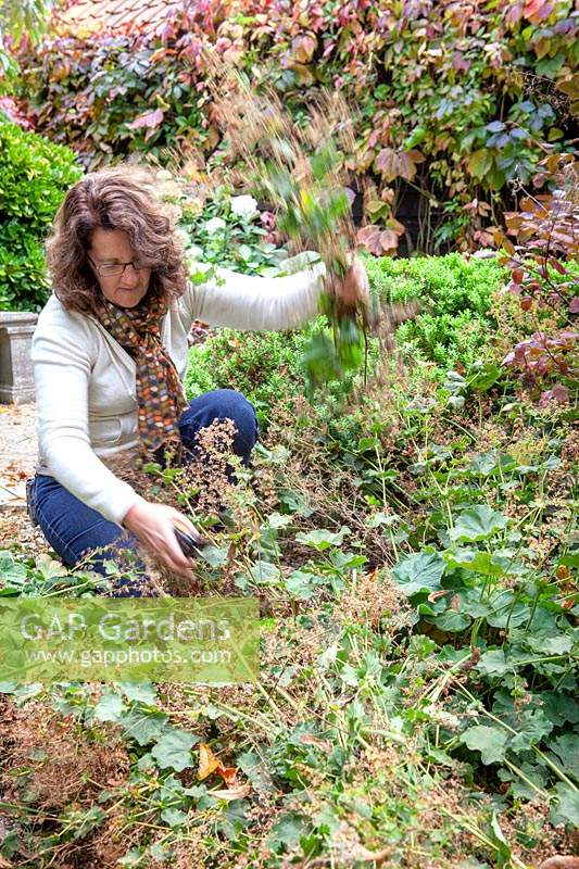 woman cutting back Alchemilla mollis - lady's mantle -  after it has finished flowering. 