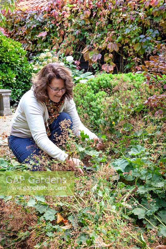 Cutting back Alchemilla mollis - lady's mantle -  after it has finished flowering