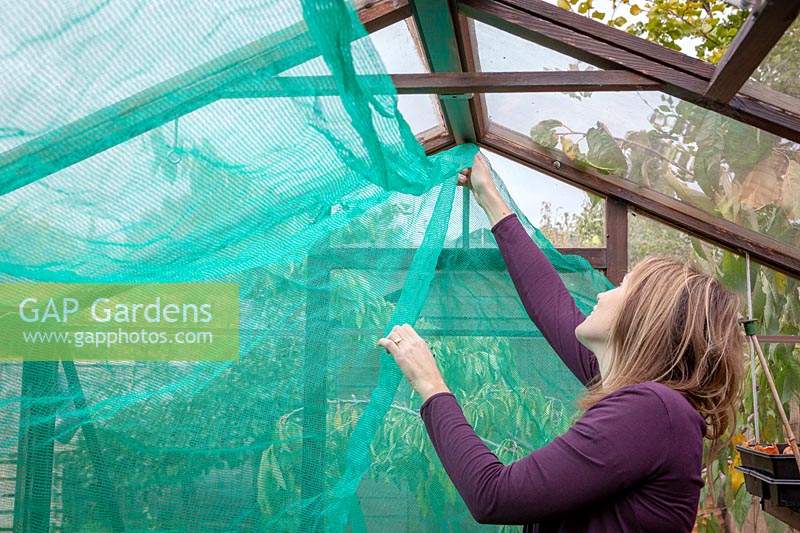 Woman taking down netting shading material from a greenhouse in preparation for winter. 
