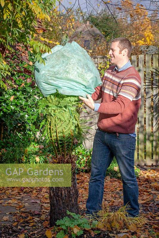 Man overwintering a tree fern by tying and wrapping up with fleece bag.