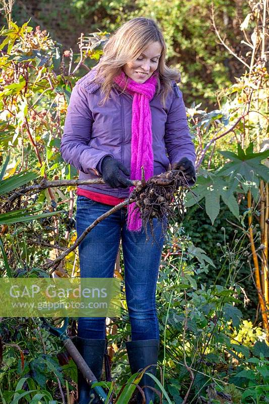 Woman lifting dahlia tubers after the first frost ready for storing inside over winter.