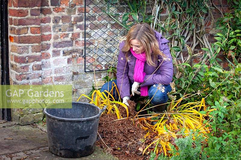 Mulching an agapanthus for winter protection