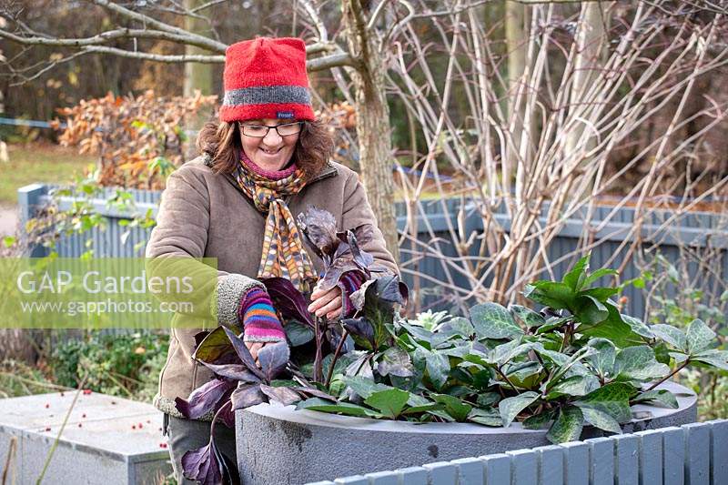 Woman taking tatty old leaves off hellebores in winter. 