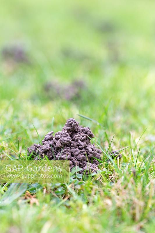 Close up of worm castings on lawn. 