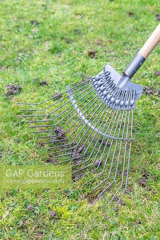 Raking dried worm castings on lawn to spread them out and stop them from being compacted into the grass. 
