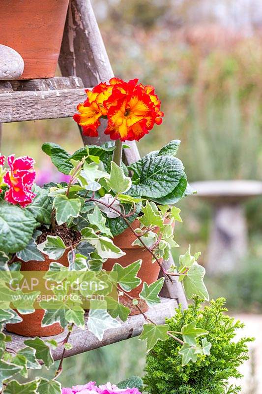 Close up of flowering Primula and Hedera - Ivy - arranged in pots on wooden stepladder. 
