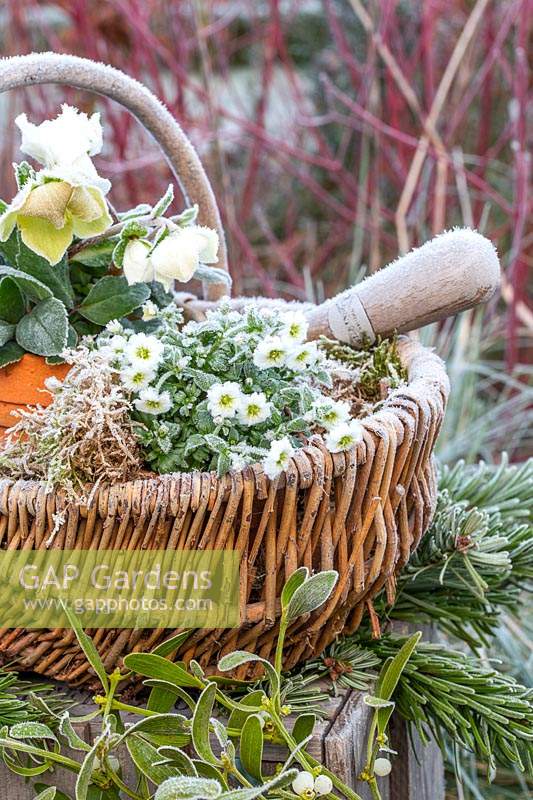 Frosted Helleborus and Saxifrage displayed in wicker basket. 