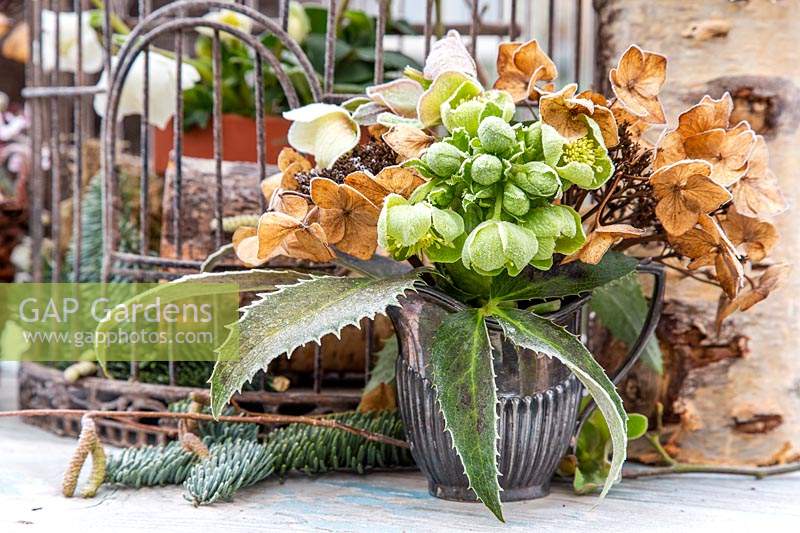Metal jug displaying frosted Hellebores and dried Hydrangea flowerheads.  