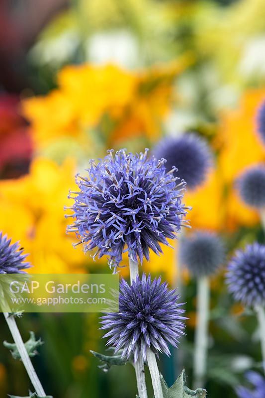Echinops ritro veitchs blue - Globe thistle flowers in front of a yellow background 