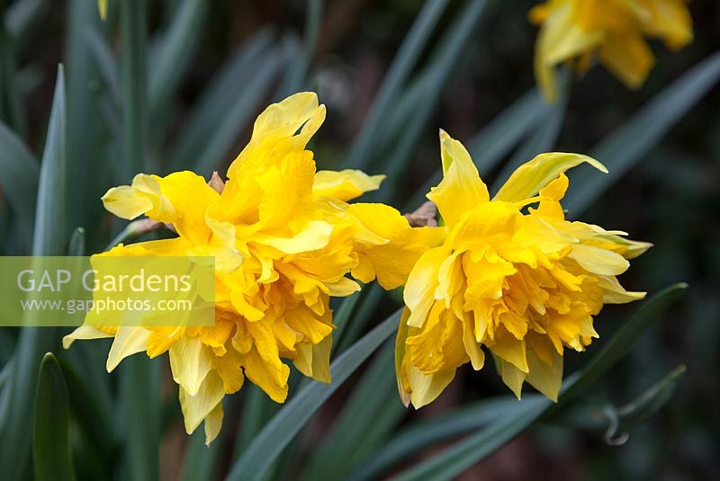 Narcissus 'Van Sion' - Daffodil 'Van Sion'