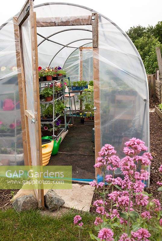 Interior of polytunnel, showing mixed planting on staging, shelves and watering cans. Allotment: Wendy Gordon, Well Bean Gardening