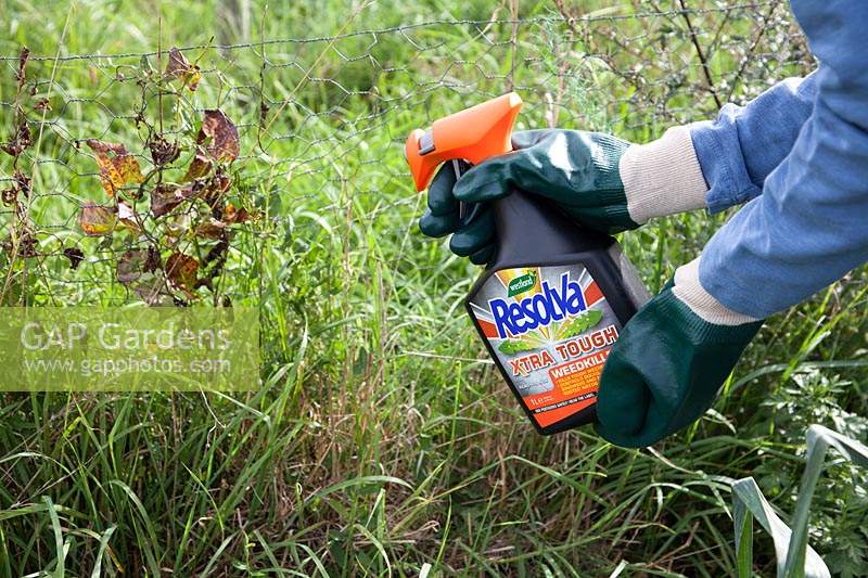 Person applying a weedkiller to kill difficult weeds growing through an allotment fence.
