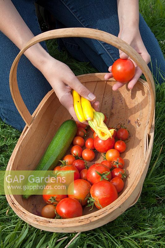 Person placing picked courgettes and tomatoes into a trug.  