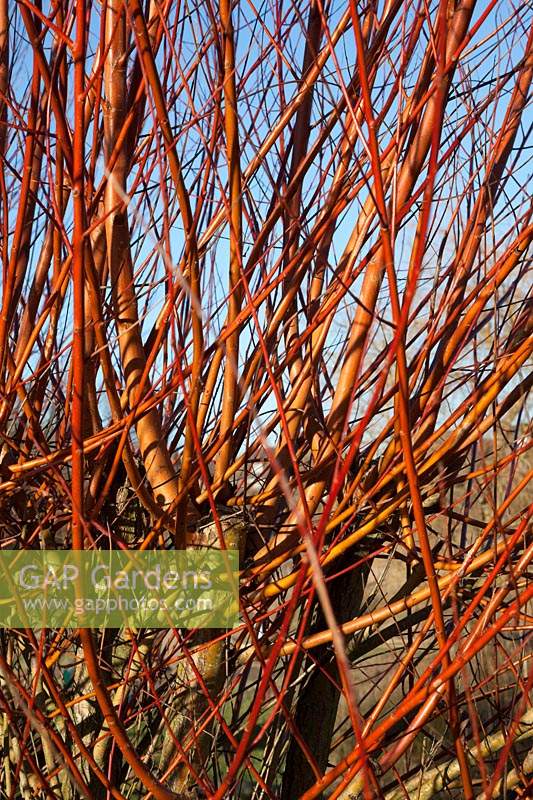 Salix alba var. vitellina 'Britzensis' - Scarlet Willow