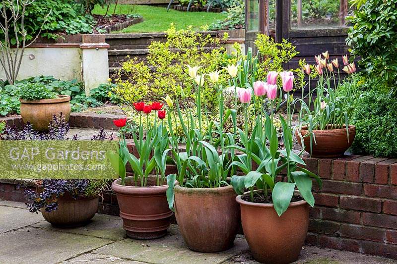 Pot grown tulips in patio setting.