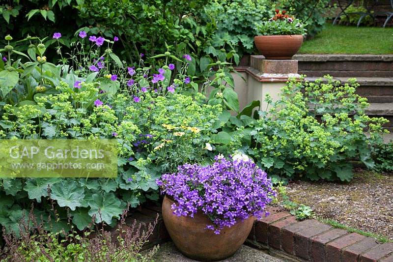 Blue Campanula in pot set in front of Alchemilla mollis and Geranium 'Kashmir Purple' in bed behind. 