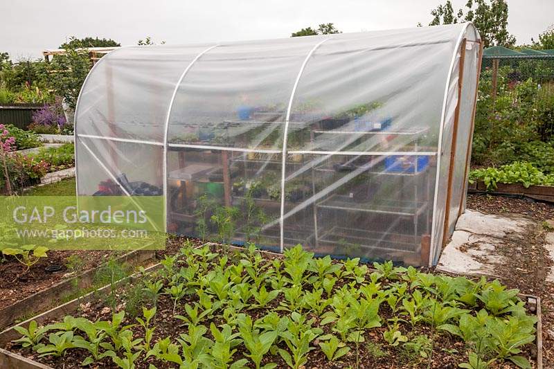 Small polytunnel greenhouse on allotment. Wendy Gordon, Well Bean Gardening. 