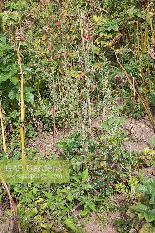 Invasive weeds growing amongst a poor crop of potatoes. Weeds include fat hen Chenopodium album which is running to seed