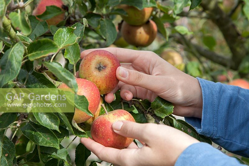 Carefully picking apples intended for keeping, here Malus domestica 'Cox's Orange Pippin'