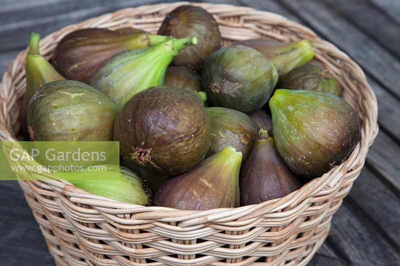 Harvested home grown ripe figs in basket 