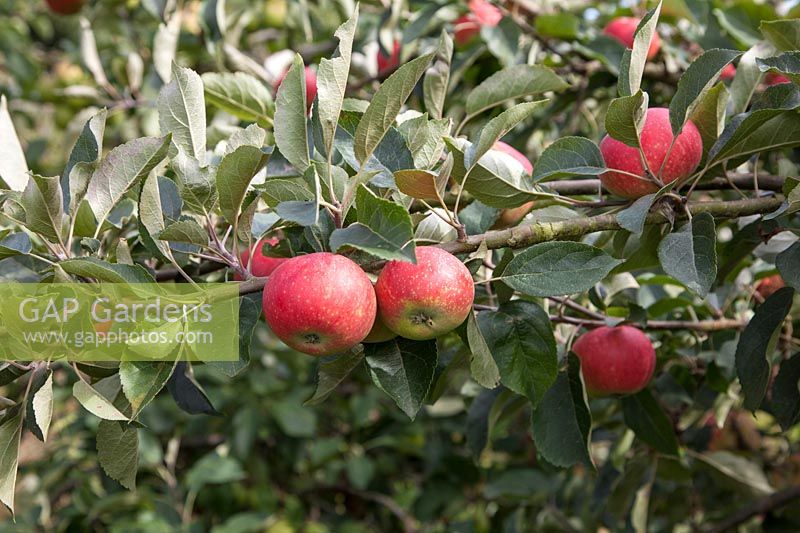 Malus domestica 'Discovery' - apple - red fruits on tree branches