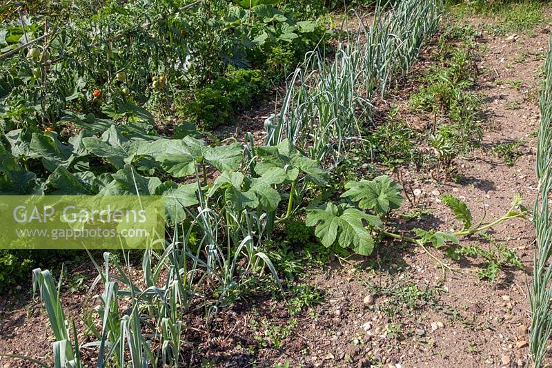 A stem from a single butternut squash 'Metro' spreading over neighbouring vegetables such as leek
 'Musselborough'