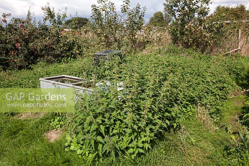 A mass of perennial Urtica dioica - nettles around water tank in an orchard