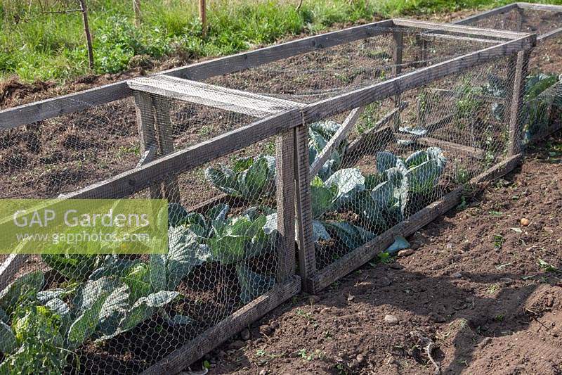 Portable, handmade boxes of wood and chicken wire used to protect a row of 
cabbages from large pests