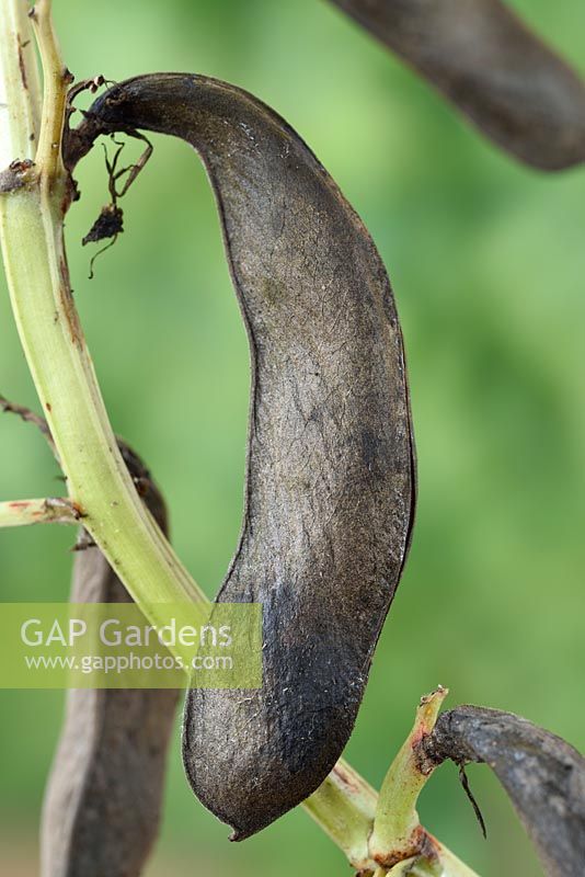 Vicia faba 'Karmazyn' - Broad bean 'Karmazyn' - Pod dried to save seed for following year. 