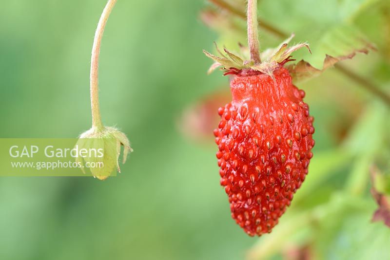 Fragaria vesca 'Regina' - Wild Strawberry 'Regina'
