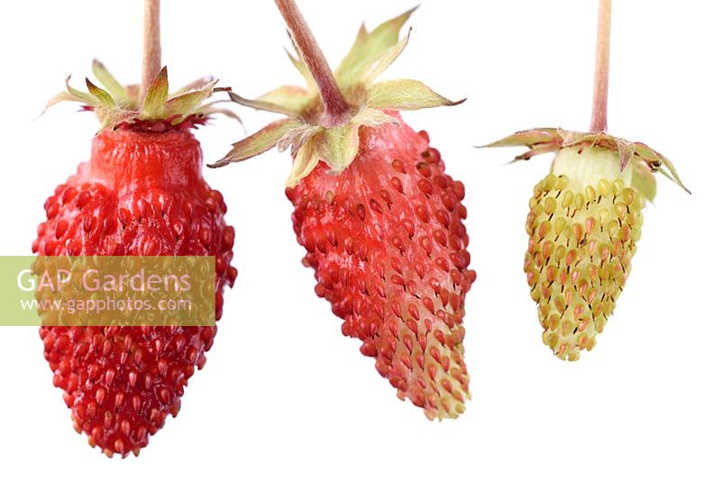 Fragaria vesca 'Regina' - Wild Strawberry 'Regina' -  Different stages of ripeness 