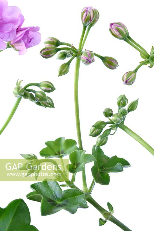 Pelargonium 'Precision Bright Lilac' Precision Series - Trailing Ivy leaved Geranium
