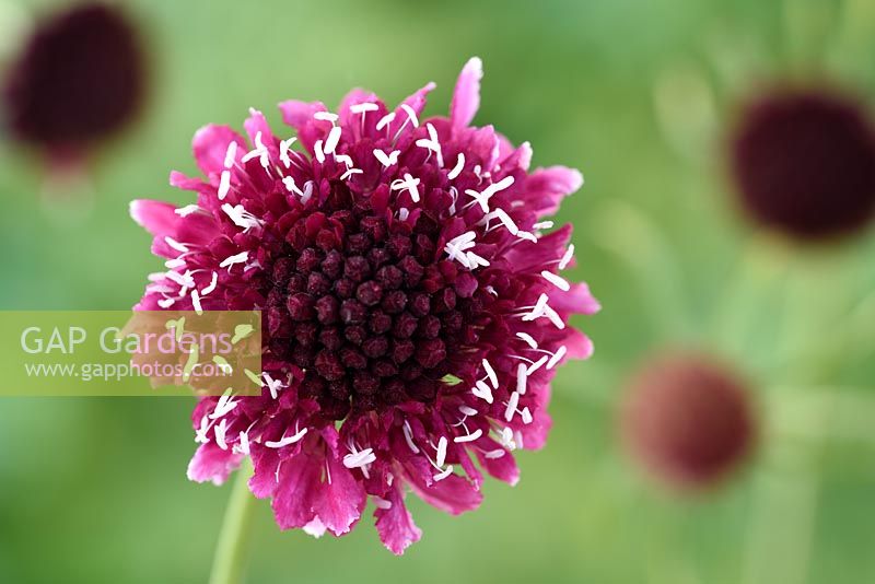 Scabiosa atropurpurea 'Beaujolais Bonnets' - Pincushion flower 'Beaujolais Bonnets'
