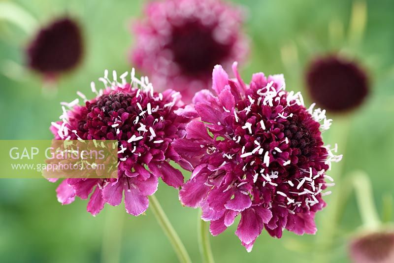 Scabiosa atropurpurea 'Beaujolais Bonnets' - Pincushion flower 'Beaujolais Bonnets'
