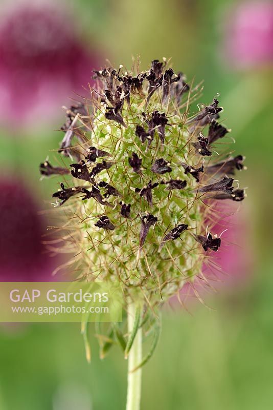 Scabiosa atropurpurea 'Beaujolais Bonnets' - Pincushion flower 'Beaujolais Bonnets' Seedheads